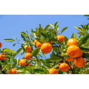 【定期便12回】野菜ソムリエの選ぶ日本の地中海、瀬戸内海の旬の果物