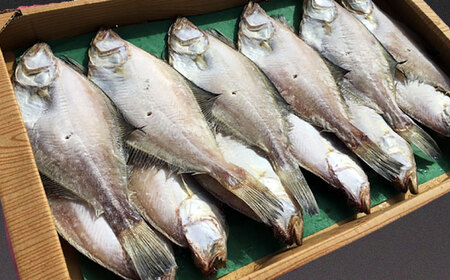 干物 ほかほかのご飯にぴったり！恵曇エテカレイ一夜干しセット×12尾 島根県松江市/有限会社丸三商店 [ALCP003] 干物 干物