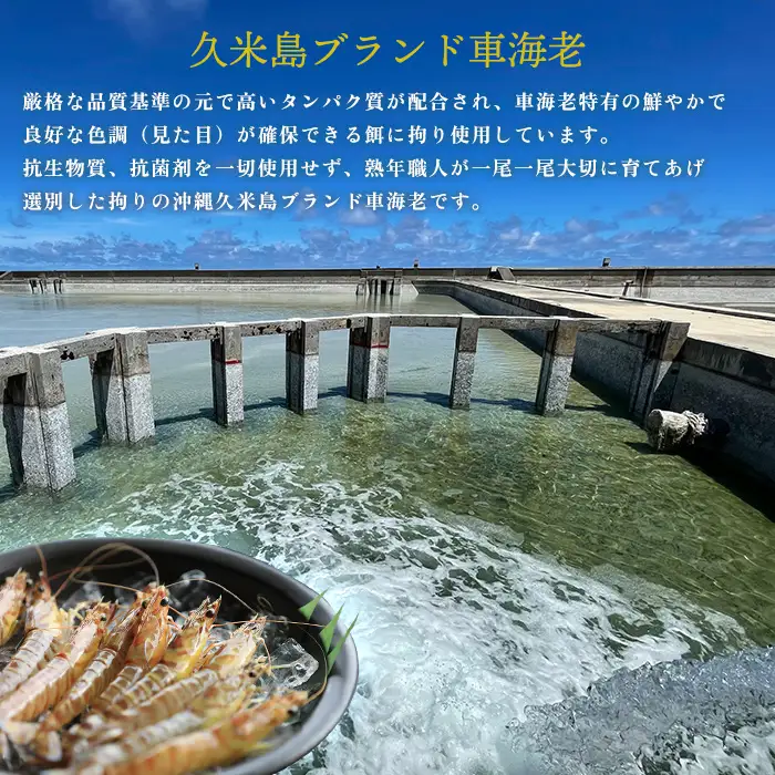 車海老【久米総合開発】活き〆急速冷凍 久米島ブランド車海老 中サイズ 1.5kg 車えび  海鮮