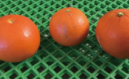 【先行予約】セミノール 果物 くだもの フルーツ わけあり 訳あり 家庭用 みかん 数量限定 ミカン 訳あり品 サイズ不揃い ご家庭用 岡農園のセミノール 約9kg【2027年3月下旬から4月下旬に順次発送予定】【mok004B】