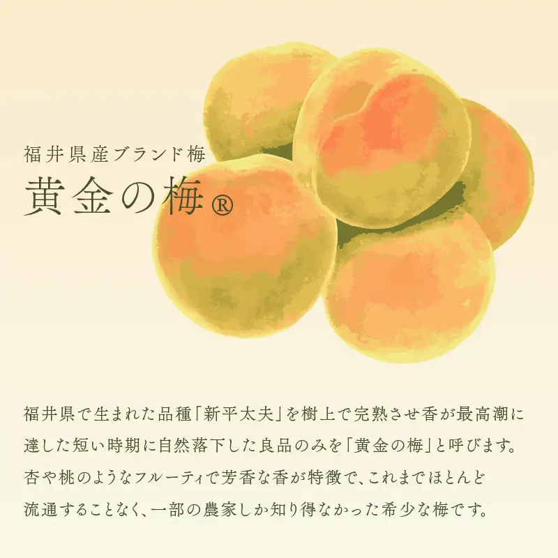 【2026年6月上旬以降発送】 夏の水羊羹！「黄金ゼリー」 250g × 3箱（計750g）  白餡と「黄金梅」ピューレ [e07-a015]