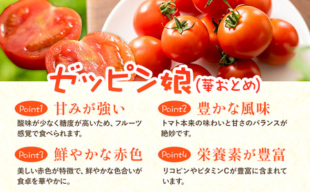 中玉フルーツトマト ゼッピン娘 900g カラフルトマト 900g 計1.8kg 《10月中旬～5月末頃出荷》茨城県結城市希少な品種 華おとめトマト野菜 甘い野菜サラダ