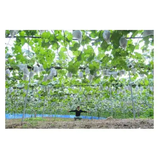 林農園 シャインマスカット 約2kg 3～4房 【先行予約 10月上旬から順次発送】