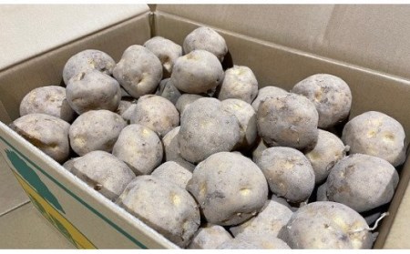 じゃがいも 【令和8年産予約受付！】男爵 10kg  北海道 じゃがいも [012-189]