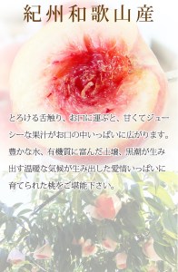 桃 化粧箱入秀品 紀州の桃 3玉※2026年6月下旬頃〜2026年8月上旬頃順次発送（お届け日指定不可）【uot750】