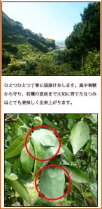 初夏のみかん　なつみ3kg　※2027年4月中旬頃〜2027年4月末頃順次発送（お届け日指定不可） / 果物 くだもの フルーツ 柑橘 オレンジ みかん ミカン 有田みかん 【uot753A】
