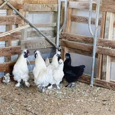 烏骨鶏四物湯(うこっけいしもつとう)スープ 冷凍パック【配送不可地域：離島】【1494246】