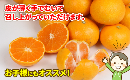【みかん】早生温州10kgWFみかん B012-024001