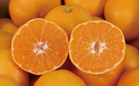 愛媛みかん 早生温州 7kg 家庭用 大小混合 南四国ファーム mikan みかん 不揃い 早生 温州 温州みかん 愛媛ミカン 愛媛蜜柑 果物 くだもの フルーツ 柑橘 蜜柑 産地直送 数量限定 国産 宇和島 B010-035001