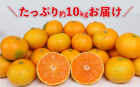 早生 みかん 10kg 家庭用 陽だまりミカン 早生 B012-050001