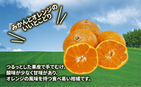 柑橘訳ありはれひめ5kg 先行予約マル南フルーツ みかん柑橘柑橘柑橘柑橘 B012-106002