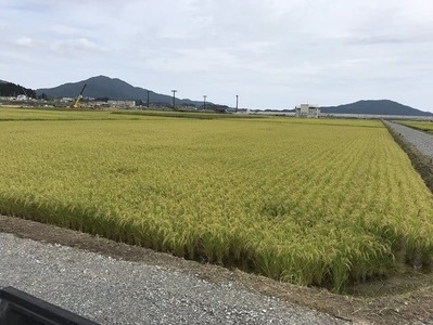 令和7年度産 ひとめぼれ白米10kg 海の見える農園で作ったお米 ひとめぼれ