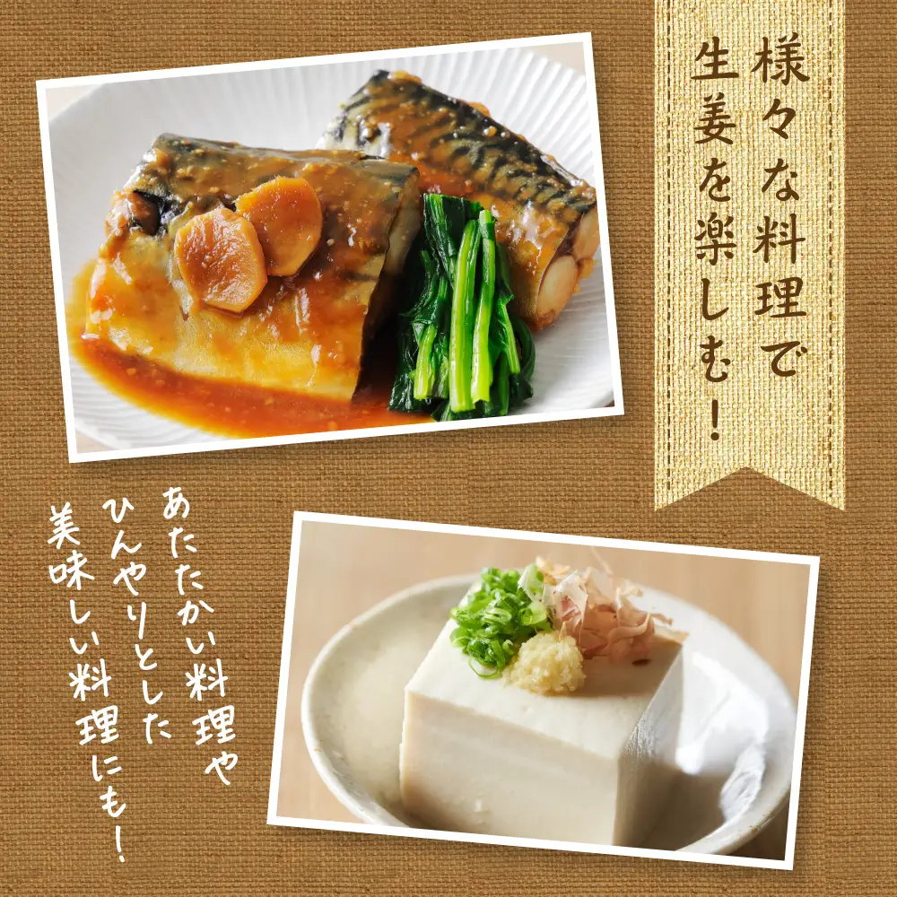 【先行予約】 熊本県八代市産 新生姜2kg 季節限定 しょうが ショウガ ガリ ジンジャー 野菜 食品 温活 冷え対策 旬 【2026年9月上旬より順次発送】