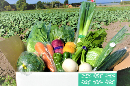 新鮮朝採れ野菜　お手頃セット【 新鮮野菜 6~8種類 季節 旬 野菜 果物 詰め合せ 国産 おまかせ ミニセット 葉物 根菜 冷蔵 野菜室 加工品 鳥取県産 季節限定 山菜 加工品】