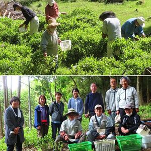 下草井銘茶「鷹の爪」1袋(25g) お茶 日本茶 茶葉 057001