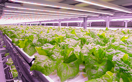 定期便 6ヶ月連続 植物工場で育てた5種のレタス食べくらべセット 10パック F23R-786