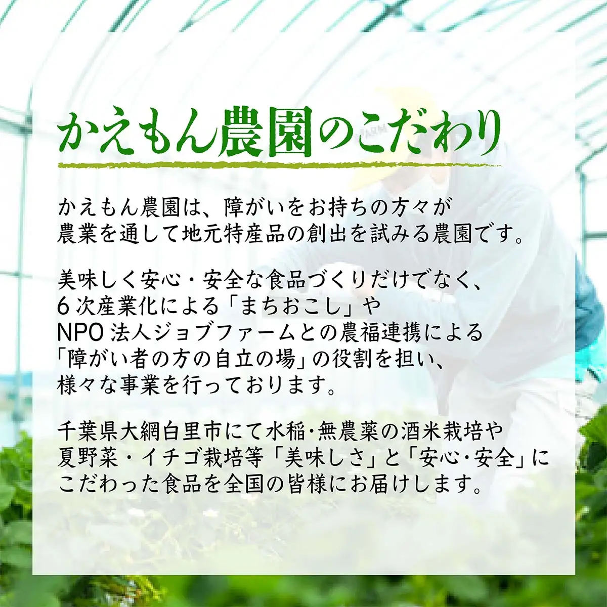 千葉県 大網白里市 五百万石 自然派日本酒「幸SACHI」300ml２本セット