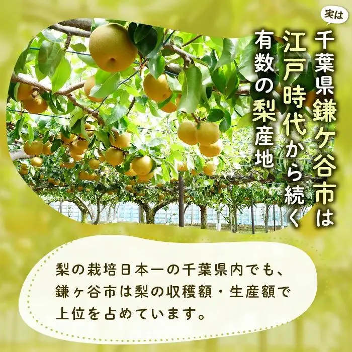 ※先行予約※【幸水3kg】かまがや育ちの完熟梨（観光組合）