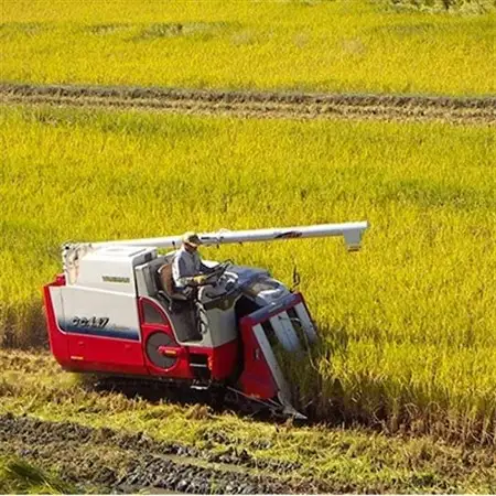 【令和8年10月中旬以降発送】ひのひかり(奈良県天理産)玄米30kg【令和8年産】(一等米)_ 玄米 米 こめ コメ_【1085320】