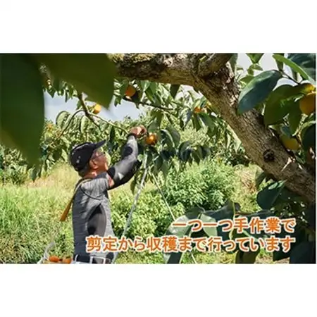 【R8年10月以降発送】刀根早生柿発祥の地より「たねなし柿」L～2L(32～36玉)【秀品】_果物・フルーツ 柿（カキ）  かき_【配送不可地域：離島】【1138161】