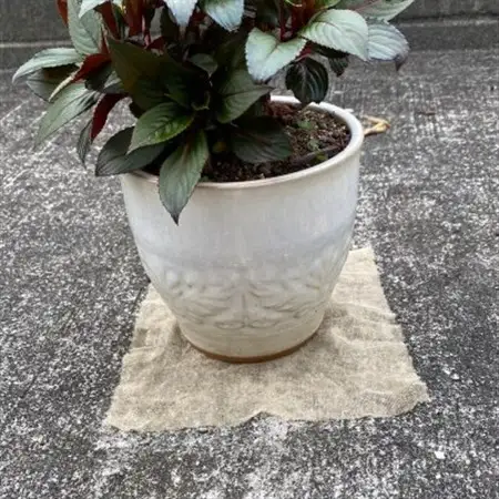 【園芸用】 防虫銅シート 1枚入り×10袋セット (銅シート10枚)_雑貨     雑貨・日用品  日用品 _【1234438】