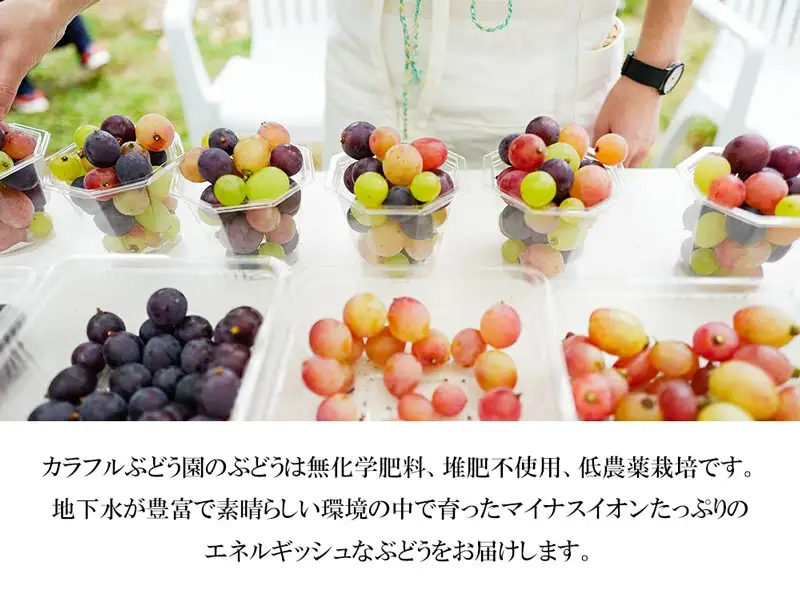 【令和8年産先行予約】お楽しみ！旬のぶどうのカラフル宝石箱 330g×5カップ　カラフルぶどう園