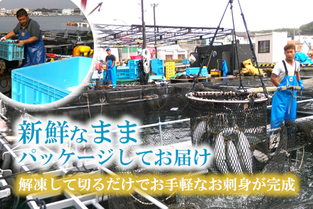【 高鮮度 】 鮮魚活〆 真鯛 お刺身 セット M079-005 魚 冷凍