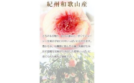 桃 秀品　紀州和歌山産の桃　３玉　化粧箱入【2026年6月下旬頃～2026年8月上旬頃に順次発送予定】【UT105】【Z91061-uot750】