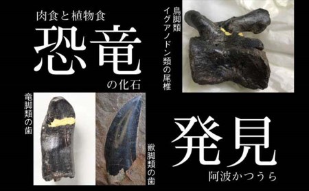 かつうら恐竜サイダー 12本