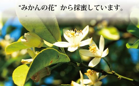 蜜柑園の天然純正蜂蜜 450g