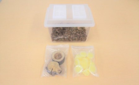 【配送期間は2026年6月下旬～8月上旬に随時配送】ヒラタクワガタ（成虫）オスメス１ペア飼育セット付 生き物 昆虫 男の子 子供 飼育観察 大型 夏休み 自由研究 自然 環境 学習 孫 プレゼント 