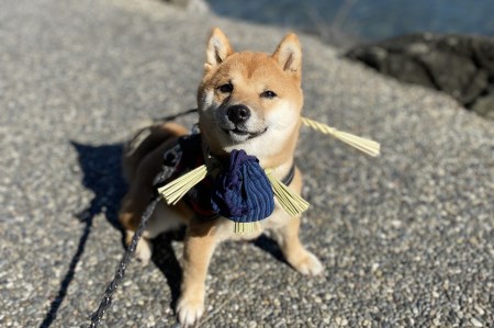 1110　愛犬参加　おかげ犬体験　小型犬　おかげ犬　愛犬　体験する　しめ縄首輪　おかげ犬体験　愛犬参加型　愛犬と行くおかげ横丁　犬連れ