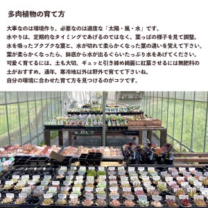  【5月発送】 多肉 植物 エケベリア 5種 多肉植物 おまかせ セット