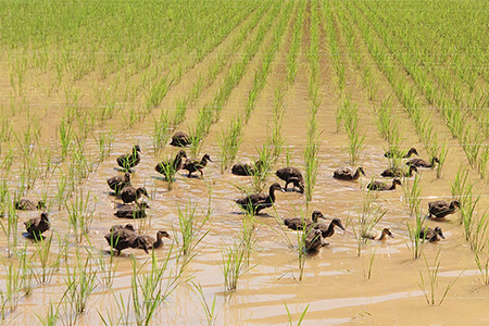 唐津産 あいがも米 5kg (玄米) 一粒田 合鴨農法 無農薬 無化学肥料 コメ お米 ごはん