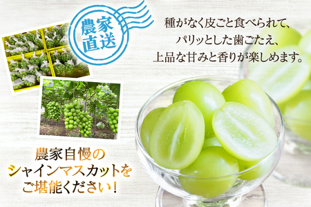 【期間限定発送】 シャインマスカット 粒 ジュエルボックス 250g 4個 計 1kg [治右衛門果樹園 山形県 高畠町 tk06ays830008]