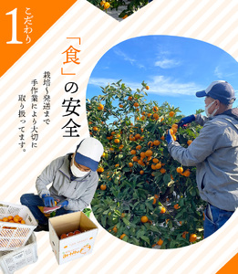 訳あり品 ご家庭用 みかん S-Lサイズ不揃い たにぐち農園の 早生 温州みかん (マルチ栽培)  5kg【2026年11月中旬～12月中旬に順次発送】/ みかん フルーツ 果物 くだもの【mtn007B】
