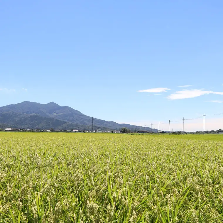 【 令和7年産 】 数量限定 桜川市産こしひかり 15kg （5kg×3袋） 茨城県産 桜川 米 お米 白米 コメ ごはん 精米 コシヒカリ こしひかり 国産 限定 [AX006sa]