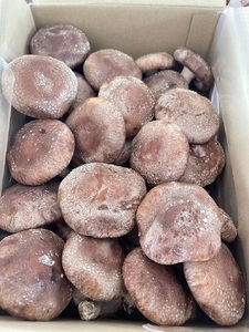 【一週間以内に発送】生しいたけ　肉厚シイタケ　無農薬　菌床栽培　4kg【ハタモト農産】_HA1004