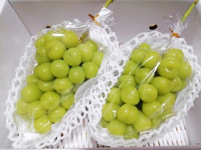 【樹上完熟】シャインマスカット　１ｋｇ（もぎたて直送）　0148-2614
