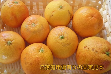 美浜町産グレープフルーツ（スタールビー）　ご家庭用　傷あり　約4kg入り　※2026年5月上旬～8月上旬頃に順次発送予定