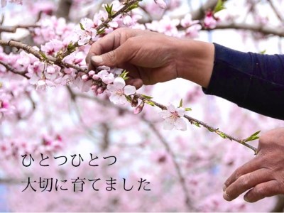 有機の桃ジュース6本セット【LOVE ＆ PEACHES】 [h019]