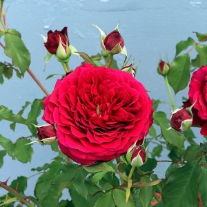 バラ苗鉢植え「アンクレット」 [h190]