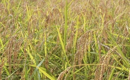 令和7年産ひのひかり 5kg ヒノヒカリ 白米 ［1532-4］