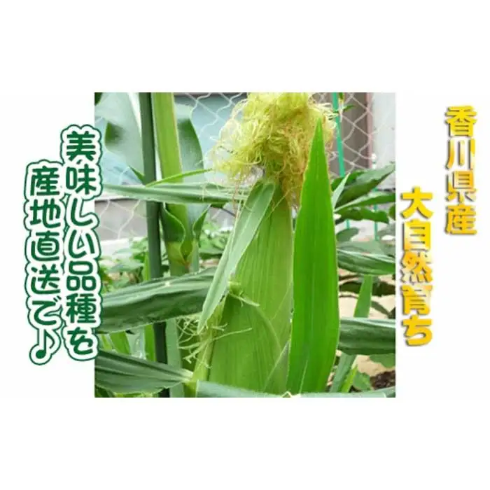 とうもろこし もぎたてトウモロコシ 5kg 坂出市産【先行予約：2026年6月上旬～順次発送】 | トウモロコシ