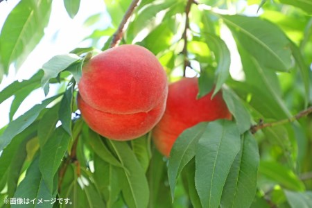 特秀品!三豊市生まれの絶品桃(約4kg)