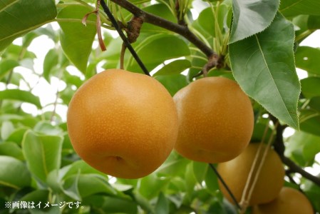 特秀品!三豊市生まれの絶品梨(約5kg)