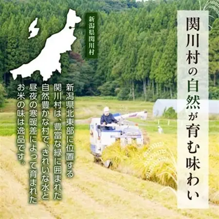 ふっくら食感!R7年産 関川村産コシヒカリ6kg(3kg×2) 丁寧に育てた贅沢米 [山口ファーム]_関川村産 こしひかり 先行予約_【1344366】