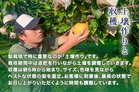 【2026年先行予約】青柳果樹園の和梨 新高 2kg(3～5玉)《10月上旬～順次出荷》にいたか 青柳果樹園