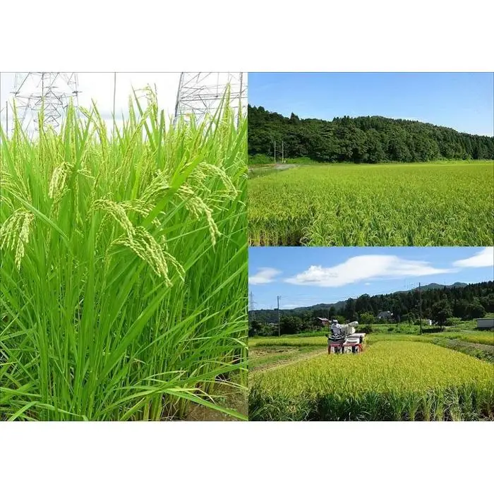 【特別栽培米】新潟県産ミルキークイーン　5kg×2袋（越後長岡育ち）