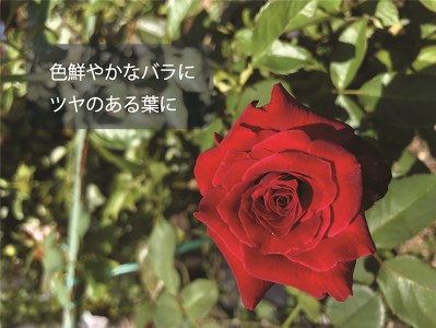 【 栄養剤 】 栄養剤園芸用品